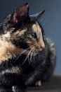 Tortoiseshell cat on grey backrgound Royalty Free Stock Photo