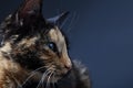 Tortoiseshell cat on grey backrgound isolated