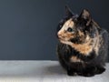 Tortoiseshell cat on grey backrgound isolated Royalty Free Stock Photo