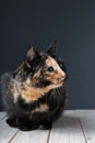 Tortoiseshell cat on grey backrgound isolated Royalty Free Stock Photo