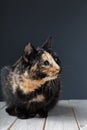 Tortoiseshell cat on grey backrgound isolated