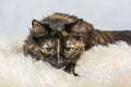 Tortoiseshell cat with huge wide open eyes ready to attack lying on the fake fur Royalty Free Stock Photo