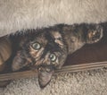 Upside down cat Royalty Free Stock Photo