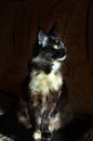 Tortoiseshell cat Maine Coon Royalty Free Stock Photo