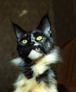 Tortoiseshell cat Maine Coon Royalty Free Stock Photo