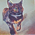 Tortoiseshell Cat