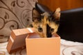 Tortoiseshell cat  red-haired black cat looks in the box Royalty Free Stock Photo