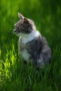 Tortoiseshell cat siting in a sunny spring garden. Pale grey tricolor kitty portrait in green grass