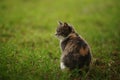 Tortoiseshell cat sitting in a spring garden. Pale grey tricolor kitty portrait in fresh green grass