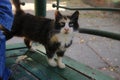 A tortoiseshell cat is standing on a green bench and staring into the camera Royalty Free Stock Photo