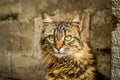 Tortoiseshell cat staring at me Royalty Free Stock Photo