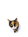 Tortoiseshell cat staring Royalty Free Stock Photo