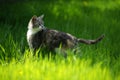 Tortoiseshell cat walks in a sunny spring garden. Pale grey tricolor kitty portrait in fresh green grass