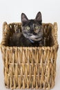 Tortoiseshell cat with yellow eyes sitting in rattan basket s Royalty Free Stock Photo