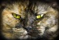 Tortoiseshell cats Royalty Free Stock Photo