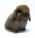 cute holland Lop Rabbit baby