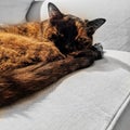 Tortoiseshell housecat on grey chair