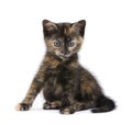 Tortoiseshell kitten (2 months)