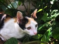 Tortoiseshell Kitten Cat Sitting In Bush And Looking For Victim