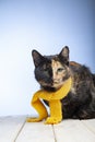 Tortoiseshell Kitten In Yellow Scarf On A White Background, Smoky Cat In Knitted Scarf, Isolated On White
