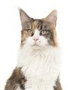 Tortoiseshell main coon cat portrait glancing away