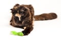 Tortoiseshell Maine Coon Royalty Free Stock Photo