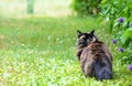 A tortoiseshell norwegian forest cat female with blue bell flowers