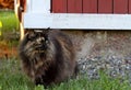 Tortoiseshell norwegian forest cat standing outdoors