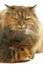 Tortoiseshell Persian Domestic Cat with long Hair Guinea Pig against White Background Royalty Free Stock Photo