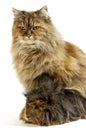 Tortoiseshell Persian Domestic Cat with long Hair Guinea Pig against White Background Royalty Free Stock Photo