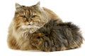 Tortoiseshell Persian Domestic Cat with long Hair Guinea Pig against White Background Royalty Free Stock Photo