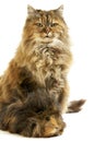 Tortoiseshell Persian Domestic Cat and Long Hair Guinea Pig against White Background Royalty Free Stock Photo