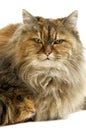 Tortoiseshell Persian Domestic Cat and Long Hair Guinea Pig against White Background Royalty Free Stock Photo