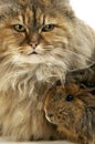 Tortoiseshell Persian Domestic Cat and Long Hair Guinea Pig against White Background Royalty Free Stock Photo