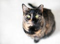 A Tortoiseshell shorthair cat with one ear tipped