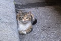 Tortoiseshell stray street cat