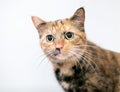 A Tortoiseshell tabby cat with dilated pupils