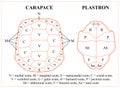 Tortoiseshell - Testudo graeca