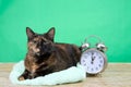 Tortie Tabby sitting next to alarm clock daylight savings Royalty Free Stock Photo