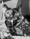 Tortoishell cat licking paw monochrone image