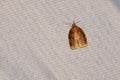 Tortricidae moth