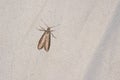 Tortricidae moth