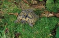 TORTUE D`HERMANN testudo hermanni