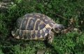 TORTUE D`HERMANN testudo hermanni