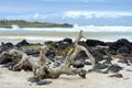 Tortuga Bay, Santa Cruz, Galapagos Royalty Free Stock Photo