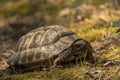 Tortuga Mediterranea, Testudo Hermanni Royalty Free Stock Photo