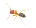 Tortugas carpenter ant - Camponotus floridanus - are among the largest ants found in Florida. isolated on white background side