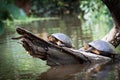 Tortuguero, Costa Rica, wild turtles. Royalty Free Stock Photo