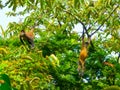 Tortuguero National Park Royalty Free Stock Photo