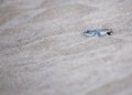 Tortuguero\'s Tiny Explorer - Baby Green Sea Turtle (Chelonia mydas) on Costa Rica\'s Shore